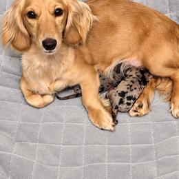 Female dapple - Dapple female Dachshund puppy in Indian Trail, North Carolina from Hilda’s Teenie Weenies
