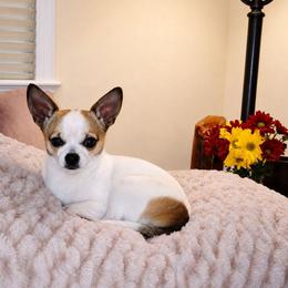 Gunner - Chihuahua