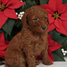 Poodle puppies from Sunset Maple Poodles