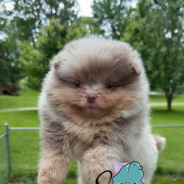 Snow White -8000.00 - Lavender female Pomeranian puppy in Perry County, Ohio from Speechless Pom’s