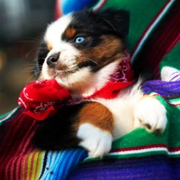 Girl 3 - female Australian Shepherd puppy in Paola, Kansas from Tiz Ranch