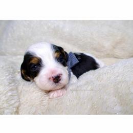 Bernard - Black and white male Bernedoodle puppy in Bowling Green, Ohio from Windy Creek Doodles