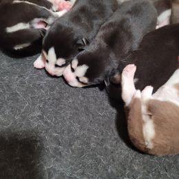 Siberian Husky Puppies from Anuun's Huskies