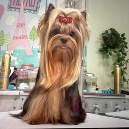 Major - Yorkshire Terrier
