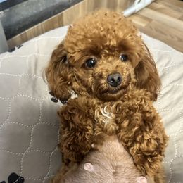Red Rose - Poodle