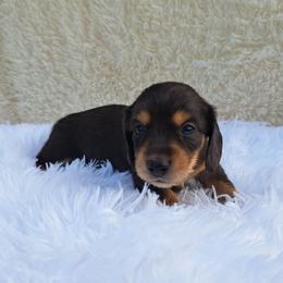 2500..Lilly dapple - Dapple female Dachshund puppy in Winter Haven, Florida from Gateway 2 Little Paws