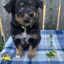 Miniature American Shepherd, Miniature Australian Shepherd, and Toy Australian Shepherd Puppies from Goading Glee Glade