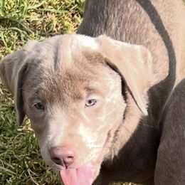 Dilute Retriever and Labrador Retriever Puppies from Silver Labrador of Southern California