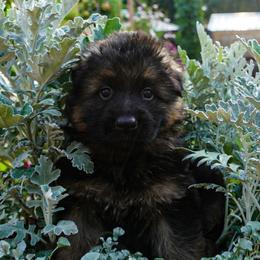 Pink collar - Black and red female German Shepherd puppy in Howell, Michigan from Sheyenne’s Shepherds