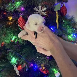 Coton de Tulear Puppies from Abbie Nielsen