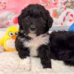 Luna - Black and white female Aussiedoodle puppy in Dickerson, Maryland from Pawsome Aussie Doodles and Oodles