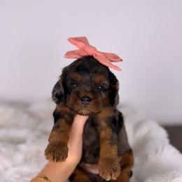 Bonnie - Black white and tan female Cockapoo puppy in Sweetwater, Florida from Sandy Snout Doodles