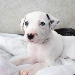 Ghost - White and black male Dalmatian puppy in Hastings, Florida from Love My Spotty Dalmatians
