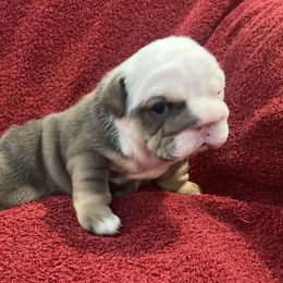 Bulldog and Chihuahua Puppies from Chrinchen