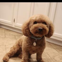 French Bulldog and Goldendoodle All Grown Up from French Valley Miniature Goldendoodles & French Bulldogs