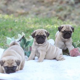 Pug Puppies from Malta Pugs
