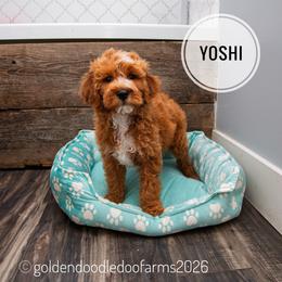 Yoshi - Apricot male Golden Aussiedoodle puppy in Hyrum, Utah from Goldendoodledoo Farms