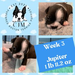 Boy 2 - Black and white Boston Terrier puppy in Jupiter, Florida from CJM Boston and Boxer Puppies