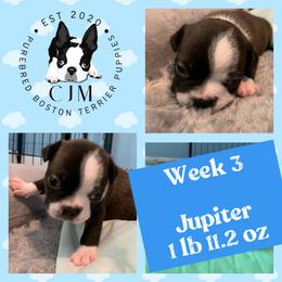 Boy 2 - Black and white Boston Terrier puppy in Jupiter, Florida from CJM Boston and Boxer Puppies