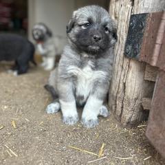 Girl 3 - female Anatolian Pyrenees puppy in Pleasant View, Colorado from Pails & Provisions Farm