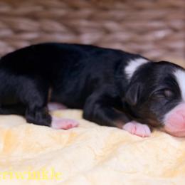 Periwinkle - female Australian Mountain Doodle puppy in Henry, Illinois from Rowe Farms Doodles