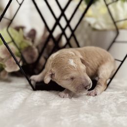 Aussiedoodle, Bernedoodle, Goldendoodle, and Poodle Puppies from Vallevistadoodles