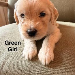 Green Girl - Cream female Goldendoodle puppy in Colorado Springs, Colorado from Pikes Peak Doodles