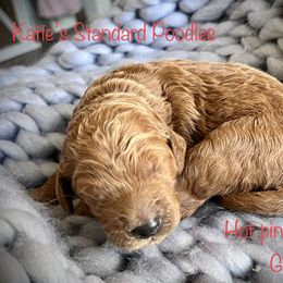 Poodle Puppies from Katie’s Standard Poodles