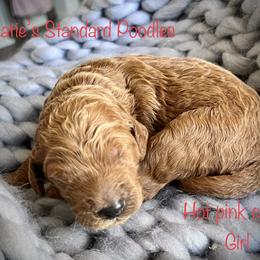 Poodle Puppies from Katie’s Standard Poodles
