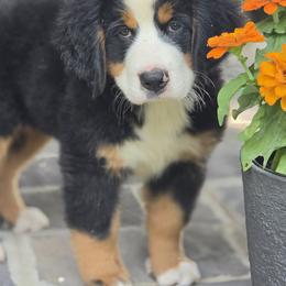 Zella - Black tan and white female Bernese Mountain Dog puppy in Gaffney, South Carolina from Circle D Farms