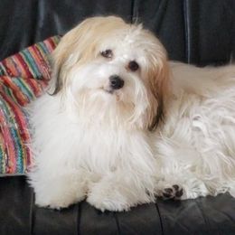 Lemon - Havanese