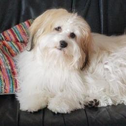 Lemon - Havanese