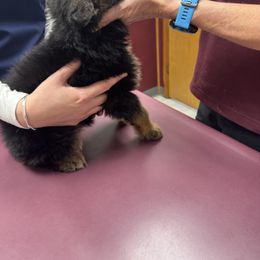 German Shepherd Puppies from Von Kingsburg Shepherds