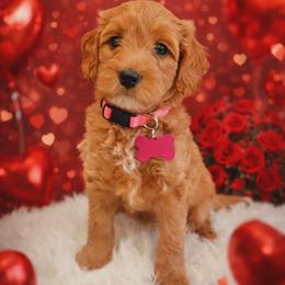 Anastasia - Red  female Goldendoodle puppy in Boise, Idaho from Goldendoodle Baby