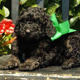 Plum - Black male Labradoodle puppy in Murray, Utah from Swann's Kennels
