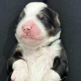 Lotus - Tri-color male Bernedoodle puppy in El Campo, Texas from Little Fur Friends Bernedoodles