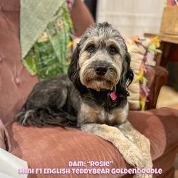 Rosie - Goldendoodle