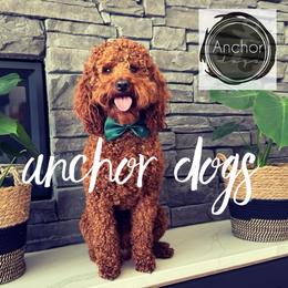 Ragnar - Poodle