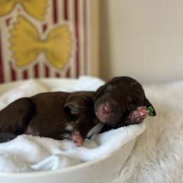Fettuccine - Red male Bordoodle puppy in Valley Center, California from Circle R Valley Bordoodls