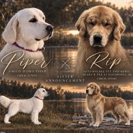Golden Retriever puppies from Gold Point Pups