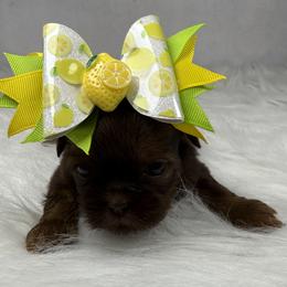 Mocha - Chocolate female Shih Tzu puppy in Columbia, Kentucky from Lisa Bandy Luxe Shih Tzu