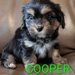 Cooper - Black and tan male Cavaton puppy in Waukesha, Wisconsin from A Little Dog'll Do Ya