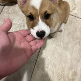 Morty - White and red Pembroke Welsh Corgi puppy in Dickinson, Texas from Gulf Coast Corgis