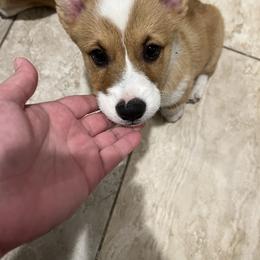 Morty - White and red Pembroke Welsh Corgi puppy in Dickinson, Texas from Gulf Coast Corgis