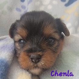 Chenla - Black and gold female Yorkshire Terrier puppy in Springville, Utah from Lundberg Yorkies