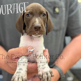 Courage - male German Shorthaired Pointer puppy in Six Mile, South Carolina from The Proper Pointer Co.