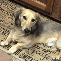 Drax - Dachshund