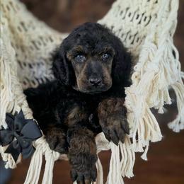 Thriller - Sable male Poodle puppy in Springfield, Oregon from Valaurah Farms