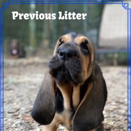 Bloodhound Puppies from Rays Of Sunshine Bloodhounds
