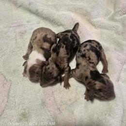 Blue merle male spots - Blue merle male Aussiedoodle puppy in Campbell, California from Mini AussieDoodle Puppies